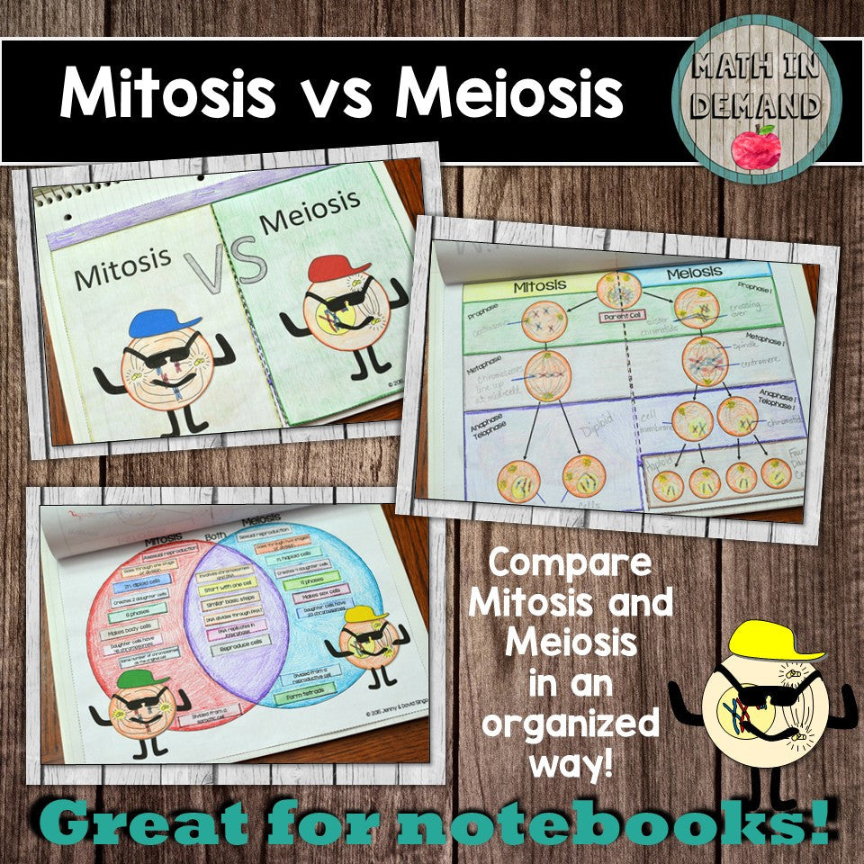 animated flip book mitosis and meiosis