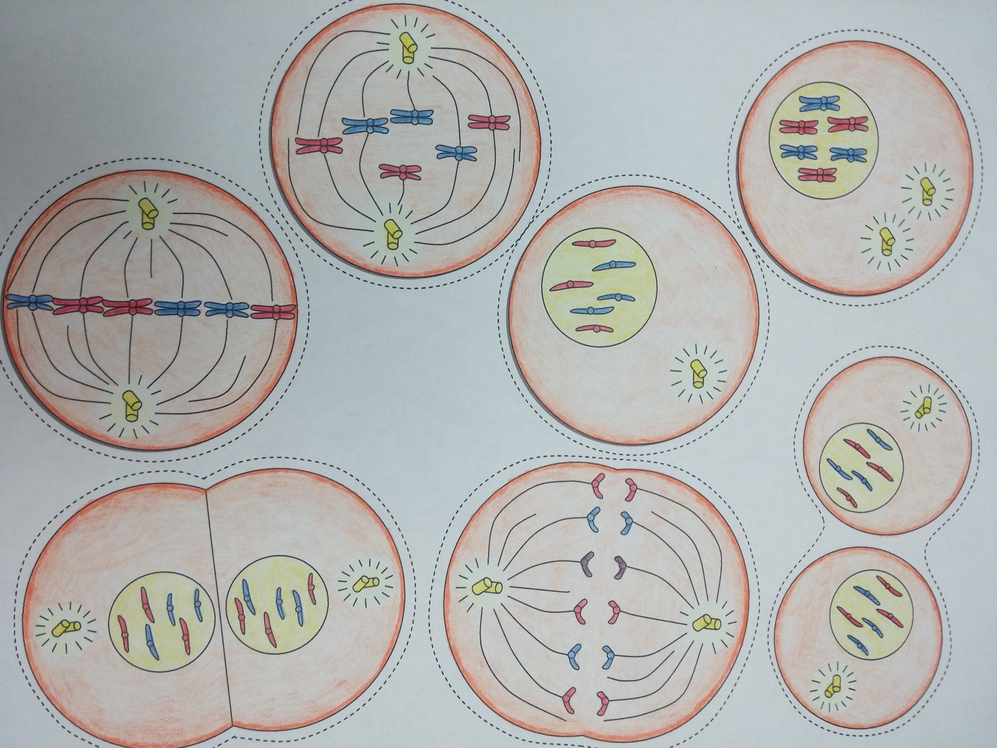 mitosis flip book 14 stages