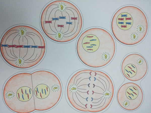 meiosis flipbook pdf answer key