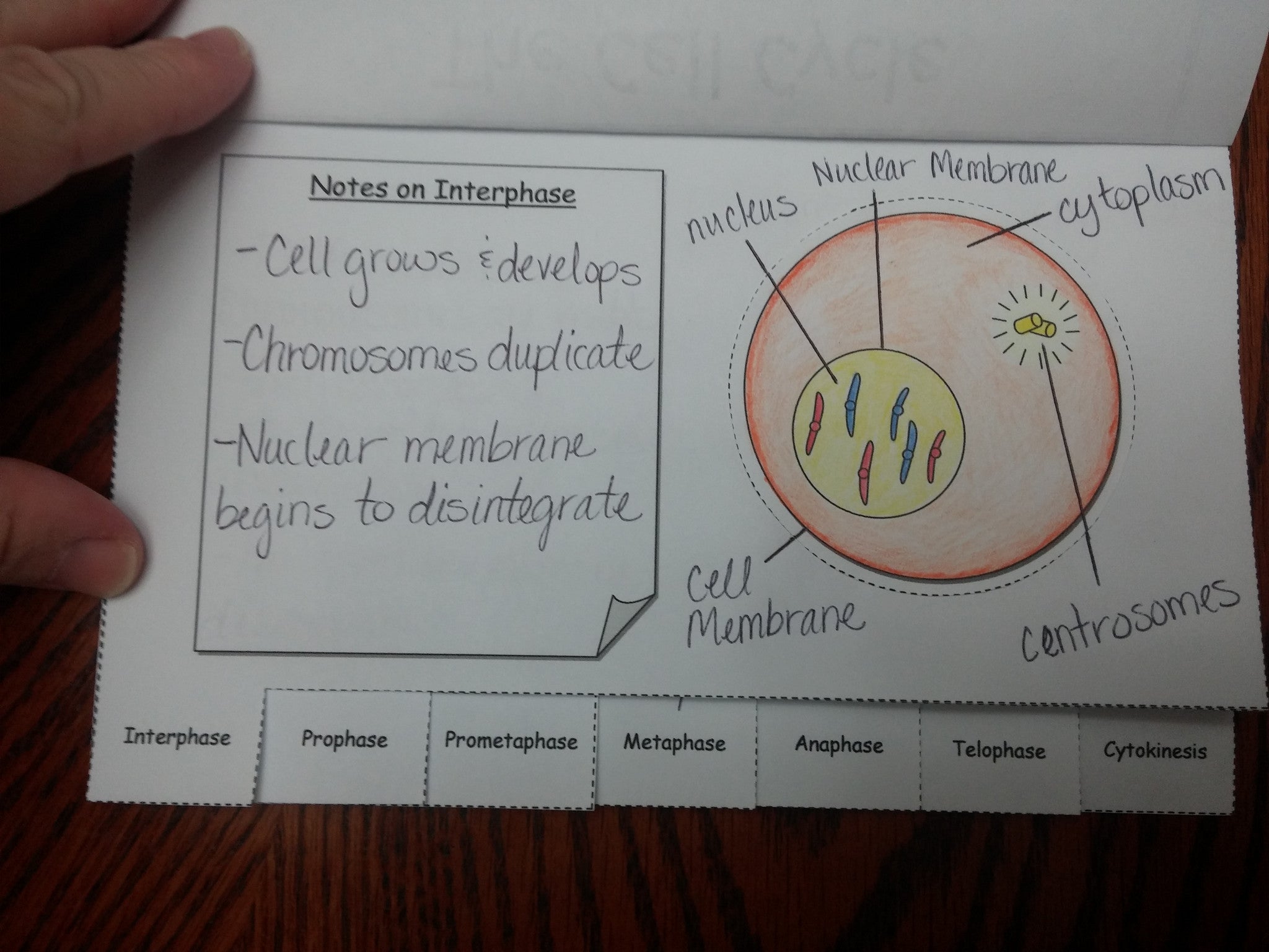 mitosis flip book on slides