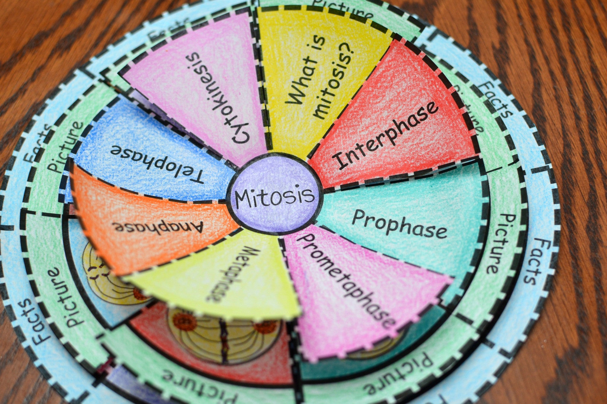 mitosis flip book diagram