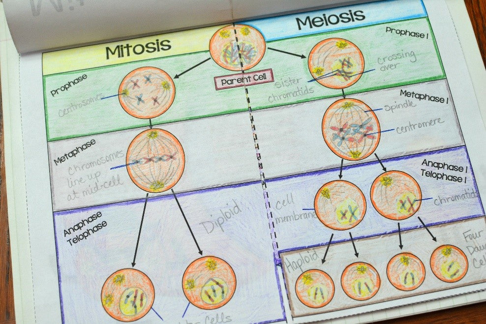 mitosis flip book Mrs. c