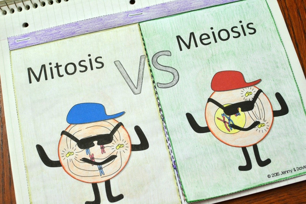 mitosis meiosis flip book