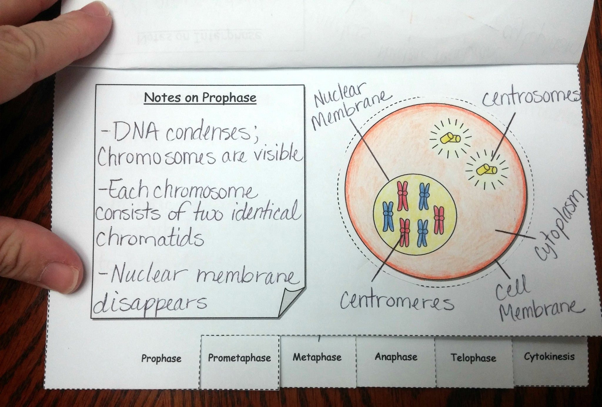 mitosis flip book color key