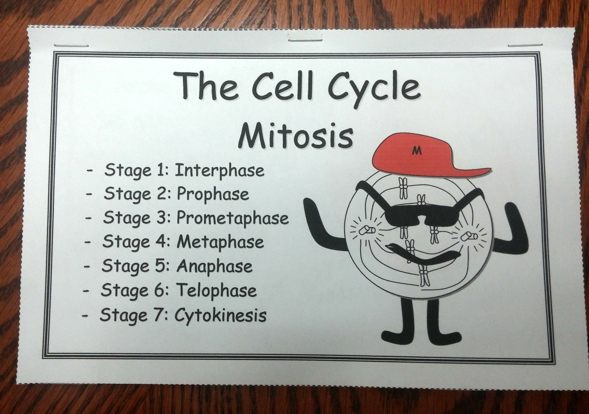 difference between mitosis and meiosis flip book