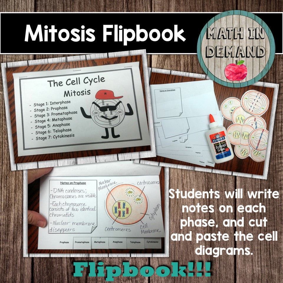 mitosis meiosis flip book