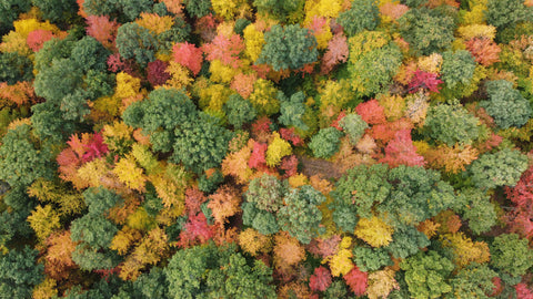 Fall in the Finger Lakes Region of NYS. Under the Tree Farm, Brooktondale NY