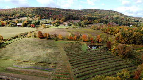 Fall in the Finger Lakes Region of NYS. Under the Tree Farm, Brooktondale NY