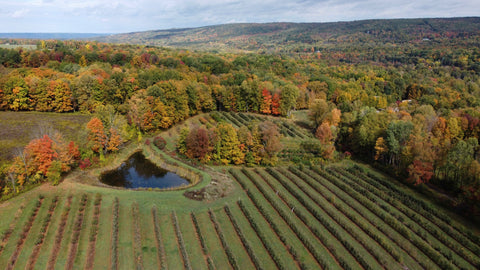 Fall in the Finger Lakes Region of NY. Under the Tree Farm, Brooktondale NY