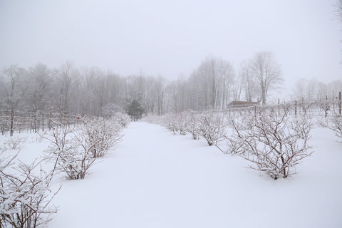 Under the Tree Farm Brooktondale NY February 2020