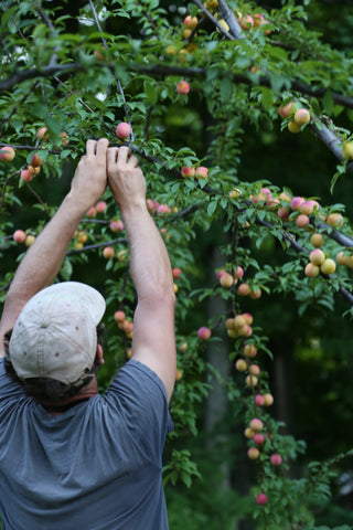 Under the Tree Farm. Scott picking plums. August 2018