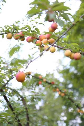 Under the Tree Farm. Plums, August 2018.