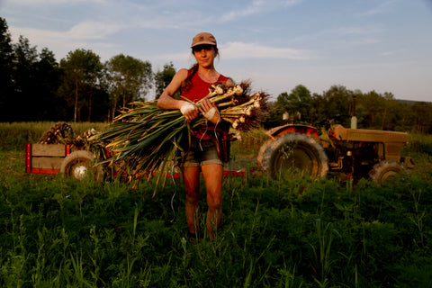 Crystal harvests garlic at Under the Tree Farm