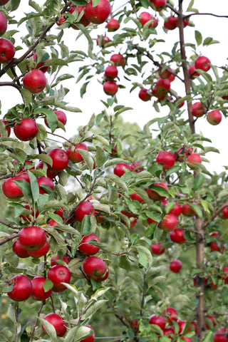 Akane Apples at Under the Tree Farm