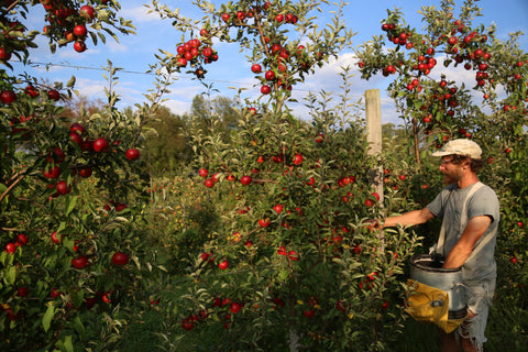Akane Apples at Under the Tree Farm, Ithaca NY