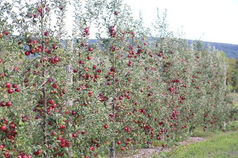 Crimson Crisp apples at Under the Tree Farm in Brooktondale, NY