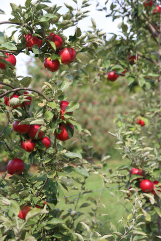 Akane Apples, Under the Tree Farm, Brooktondale NY