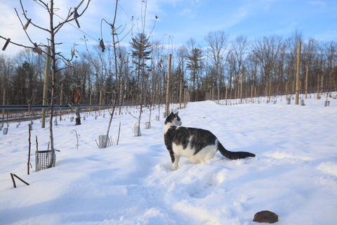 Scott Van Gaasbeck and Tippy (cat) at Under the Tree Farm