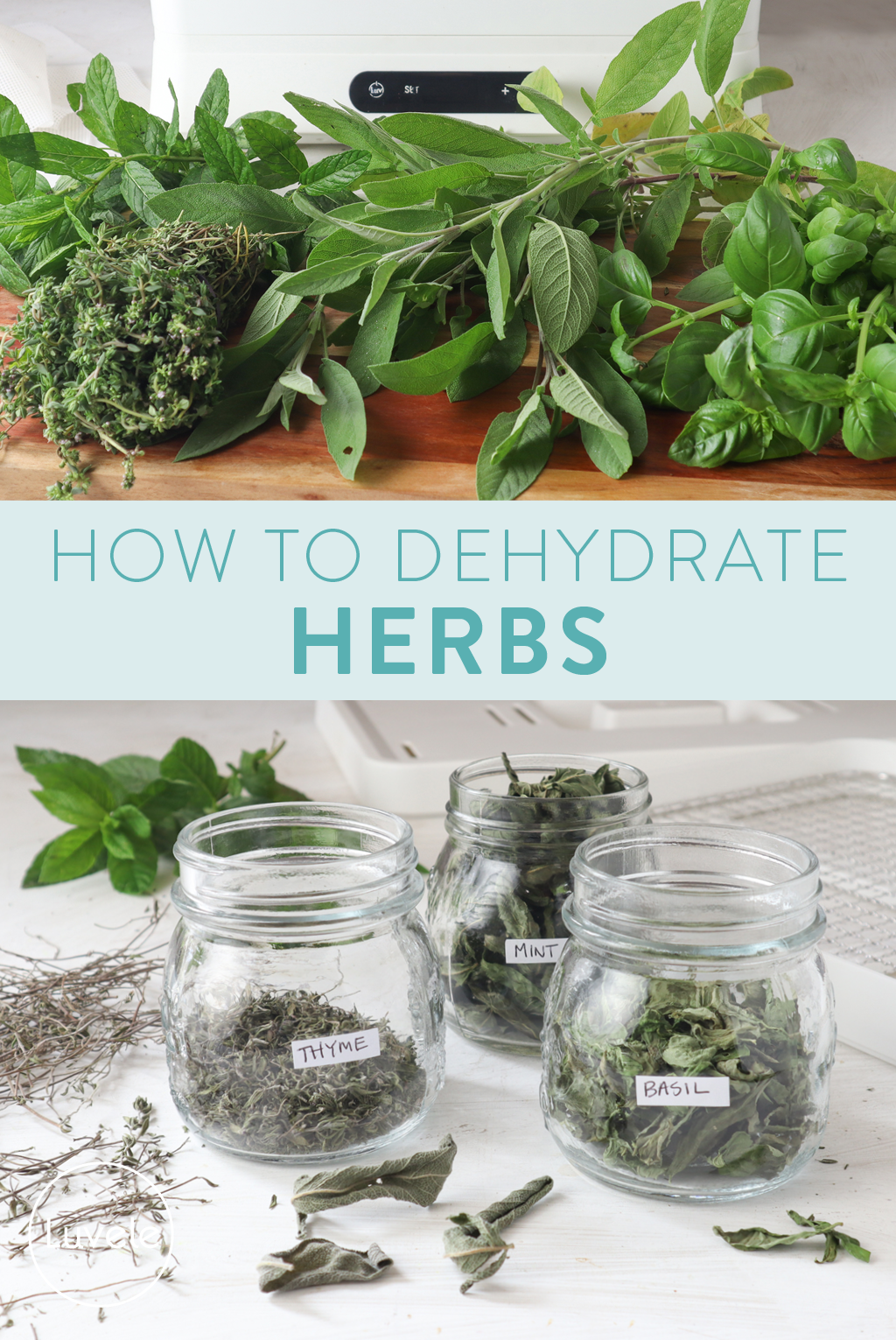 How to dehydrate fresh herbs
