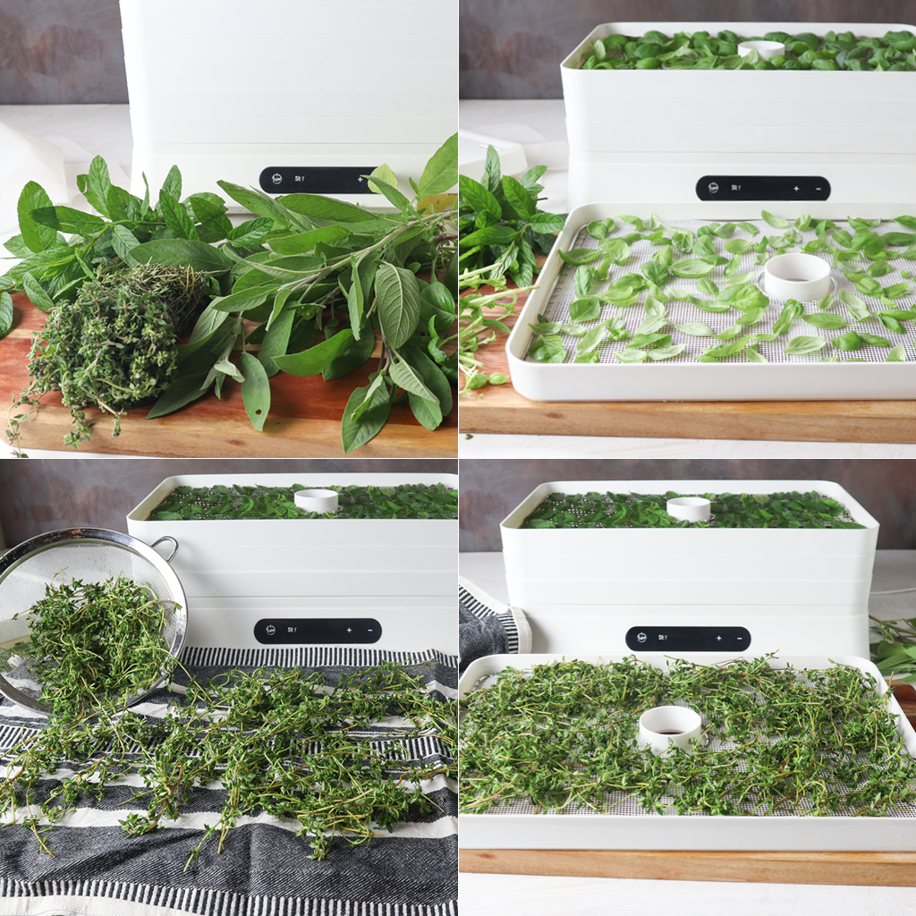 How To Dry Fresh Herbs Using A Dehydrator – Herbal Academy