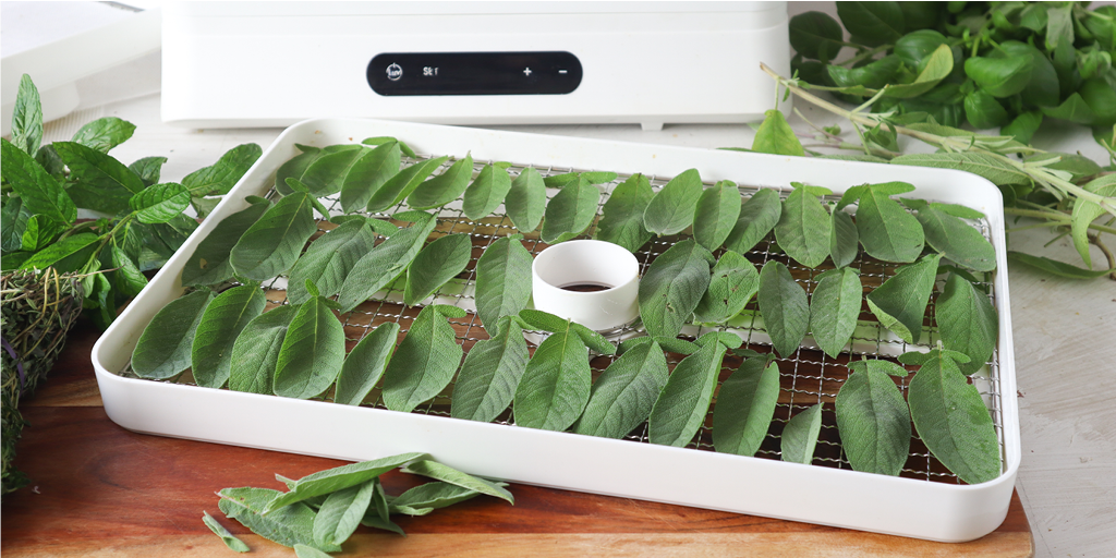 dehydrating herbs