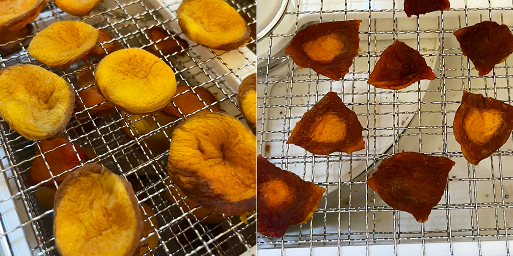 drying apricots