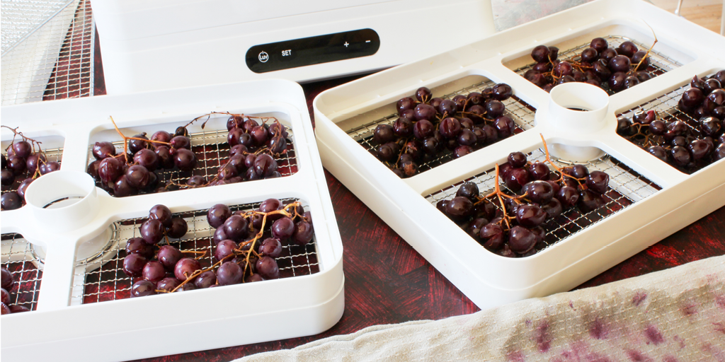 dehydrating muscatel grapes