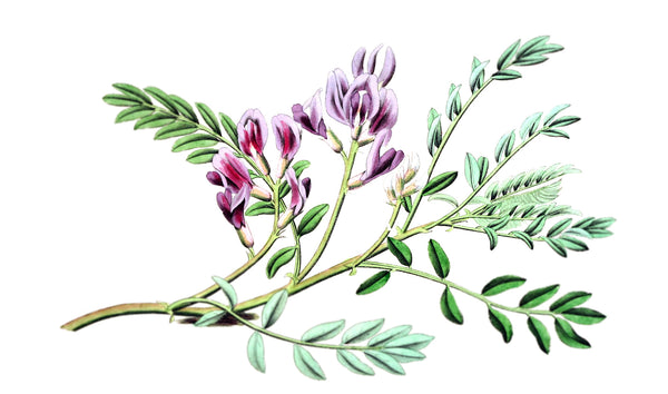 The surprising skin care benefits of Astragalus Root – Fifty7Kind