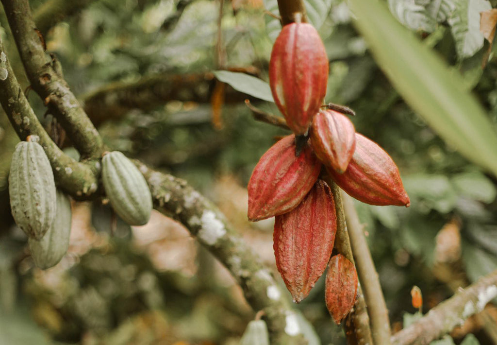 auro chocolate Philippines cacao