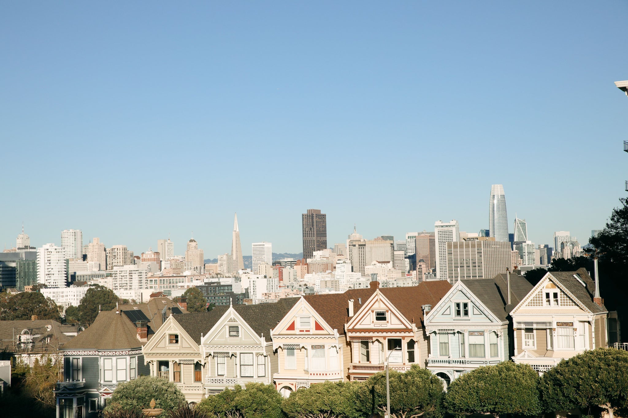 Painted Ladies