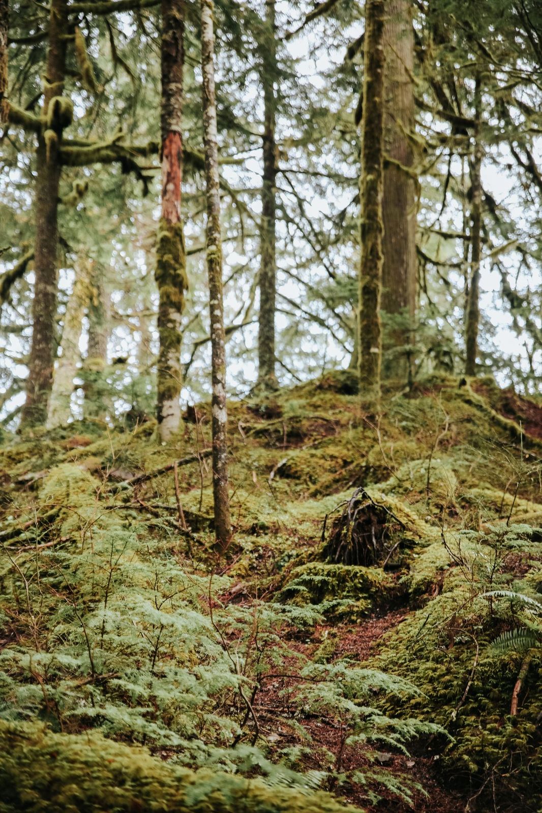 Mossy Forrest