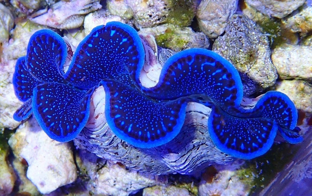 tridacna maxima clam