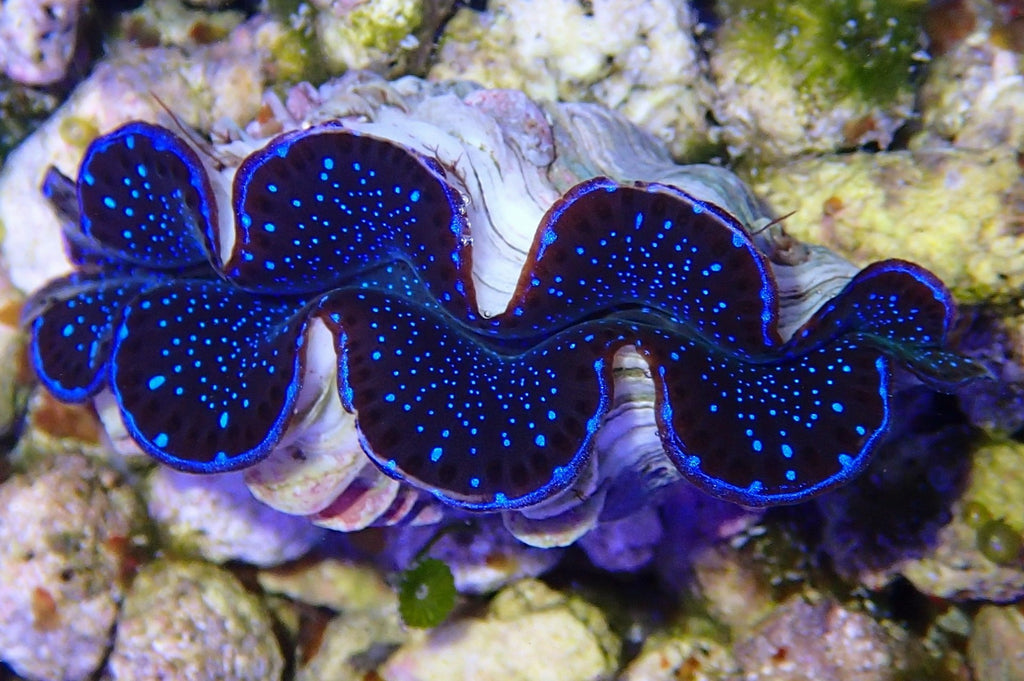 tridacna maxima clam