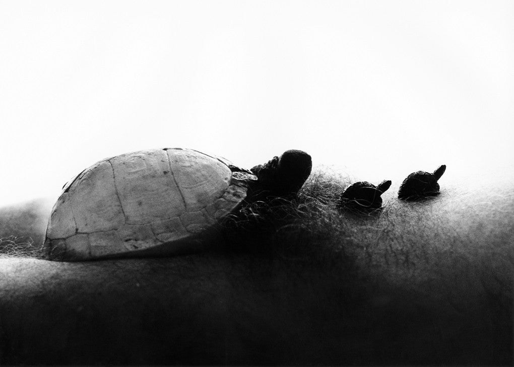 Bodyscapes-Animals-and-Birds-Big-Turtle_1024x1024.jpg