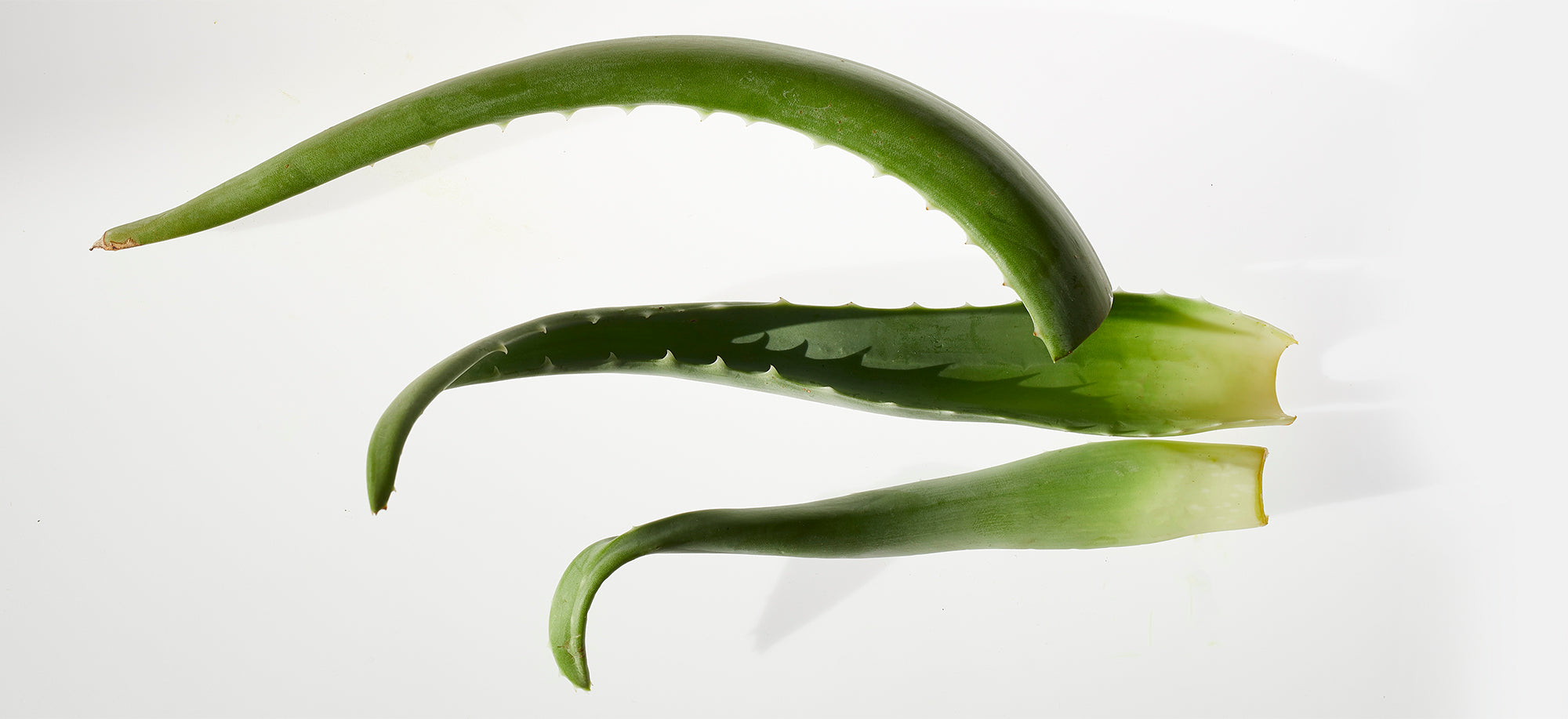 Aloe