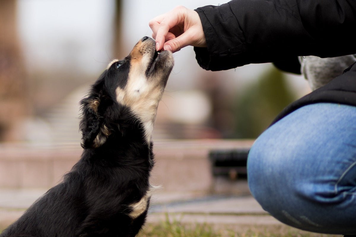 can dogs eat extra virgin olive oil