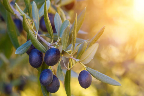 Mission Olive Trees