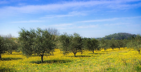 olive trees