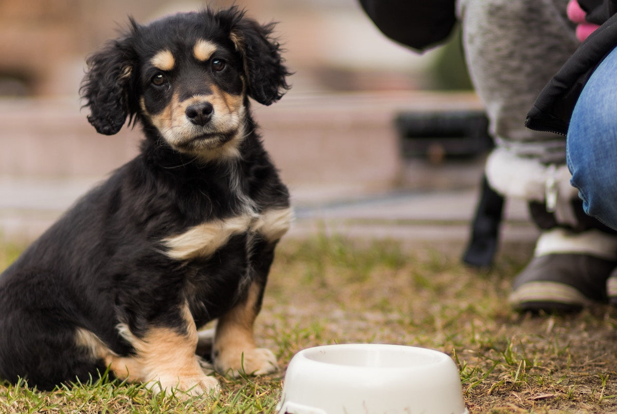 Can Dogs Eat Olives? Are Olives Bad for Dogs?