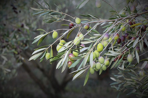 Texas olive oil orchard