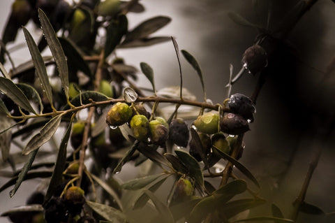 Texas olives