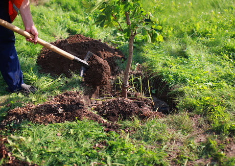 planting tree