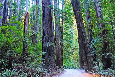 Redwood National and State Parks