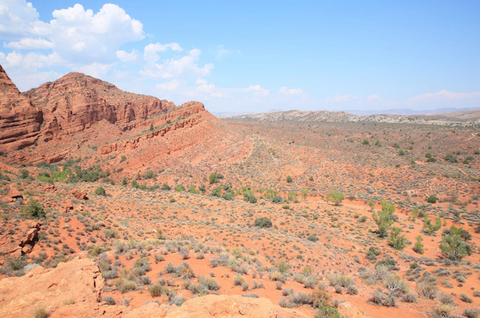 dixie national forest