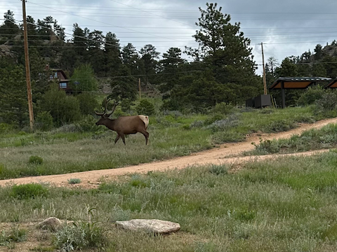 Wildlife in Rocky Mountain National Park