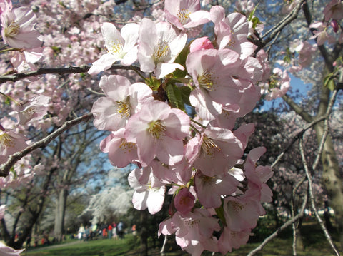 Washington D.C. Cherry Blossoms