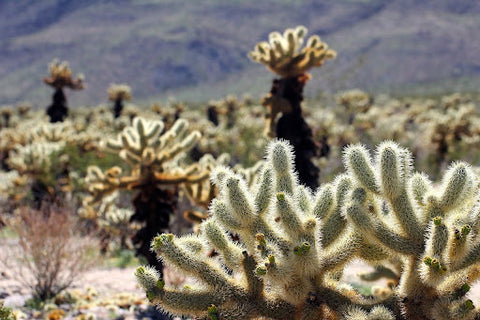 Joshua Trees