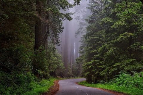 Redwood National and State Parks