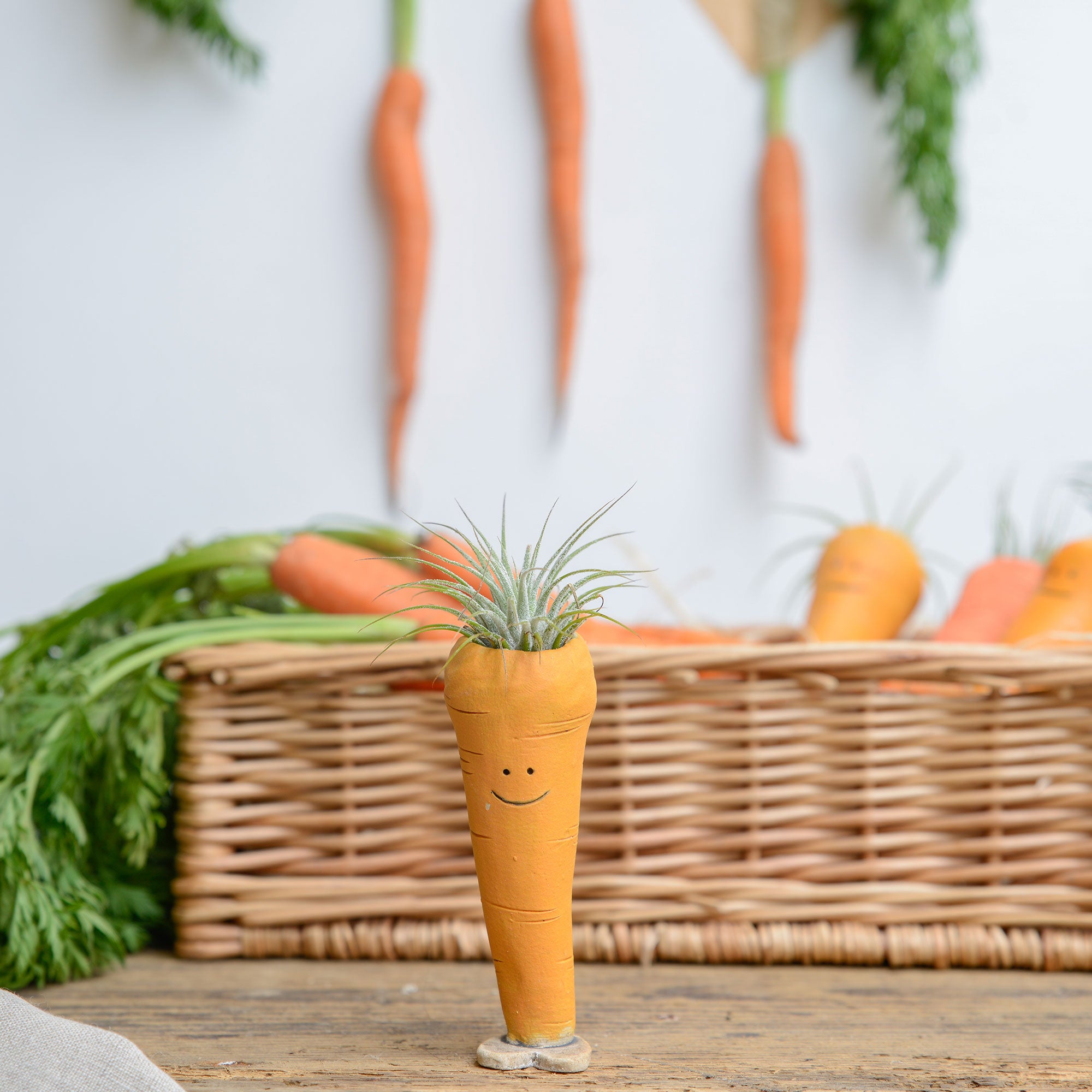 Carrot Air Plant