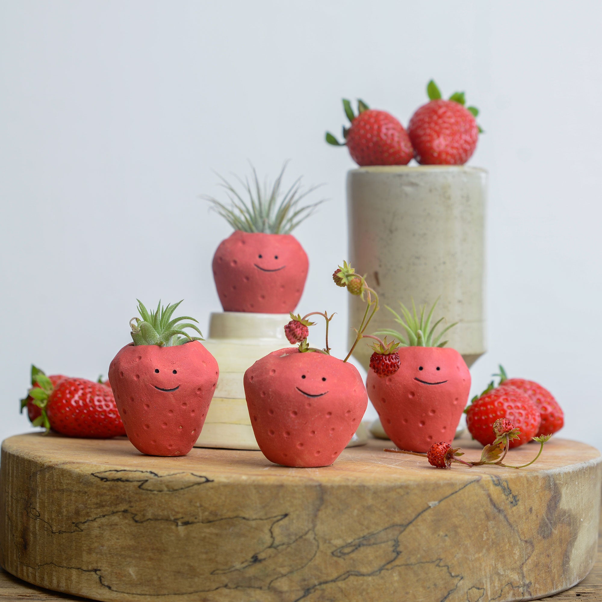 Strawberry Air Plants